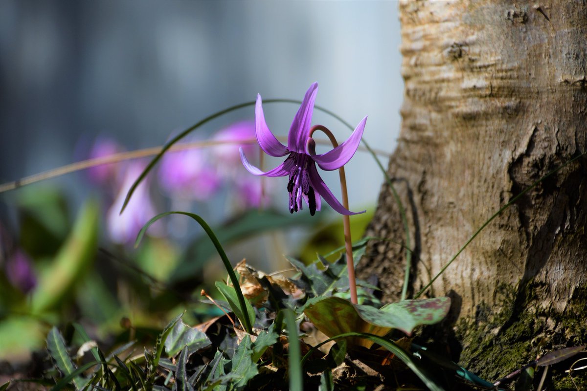 kuni_mizomizo's tweet photo. 久しぶりの写真撮影!
地元では、有名なカタクリの花の群生地です。
#ぶらりPhoto
#ぶらりフォト散歩 #PhotoWalker #LocalJapanPhoto #LocalJapanSpot #localjapanlife #instagramjapan #localjapantrip https://t.co/Wt9YQwUs2Z