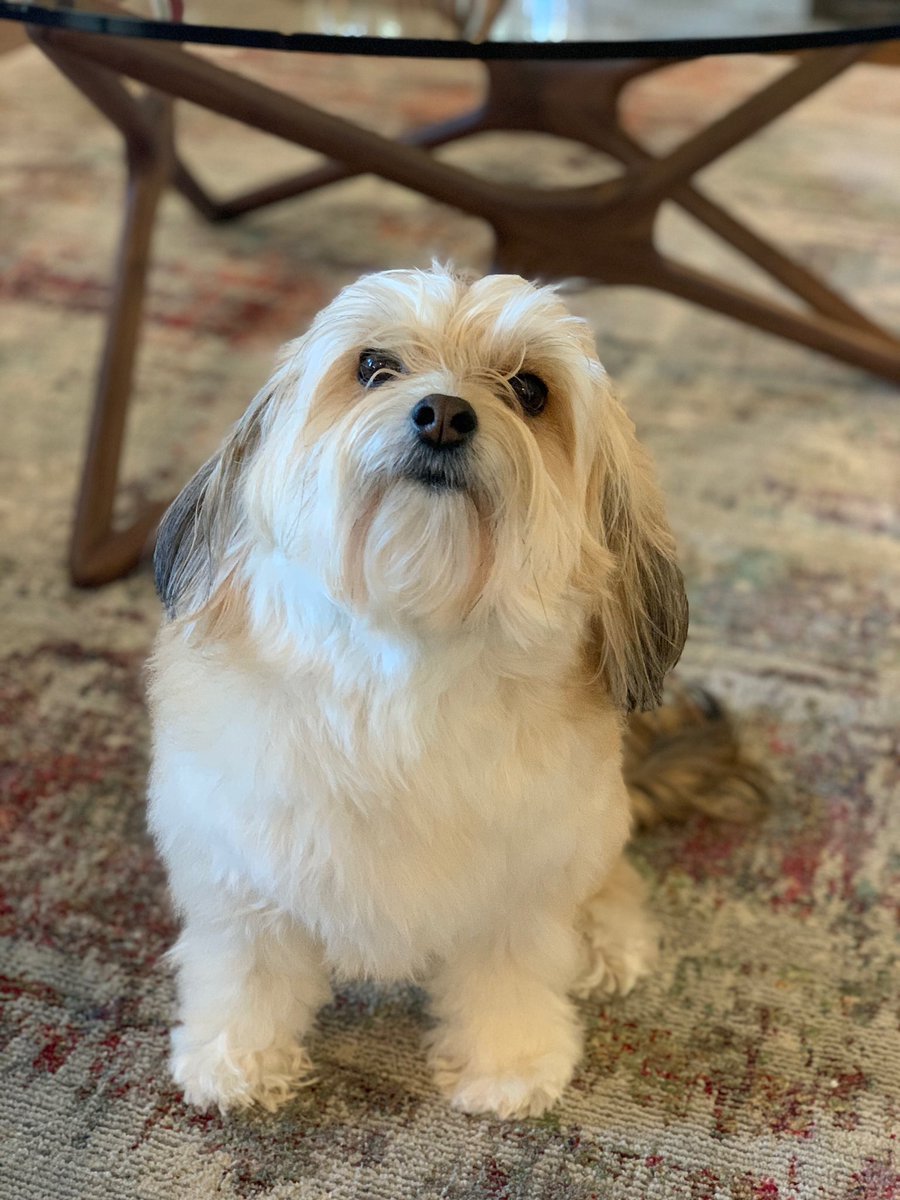 andoothekoolkid's tweet photo. My little floofers pixie and lexi 😊 https://t.co/B5xJDbBbHv