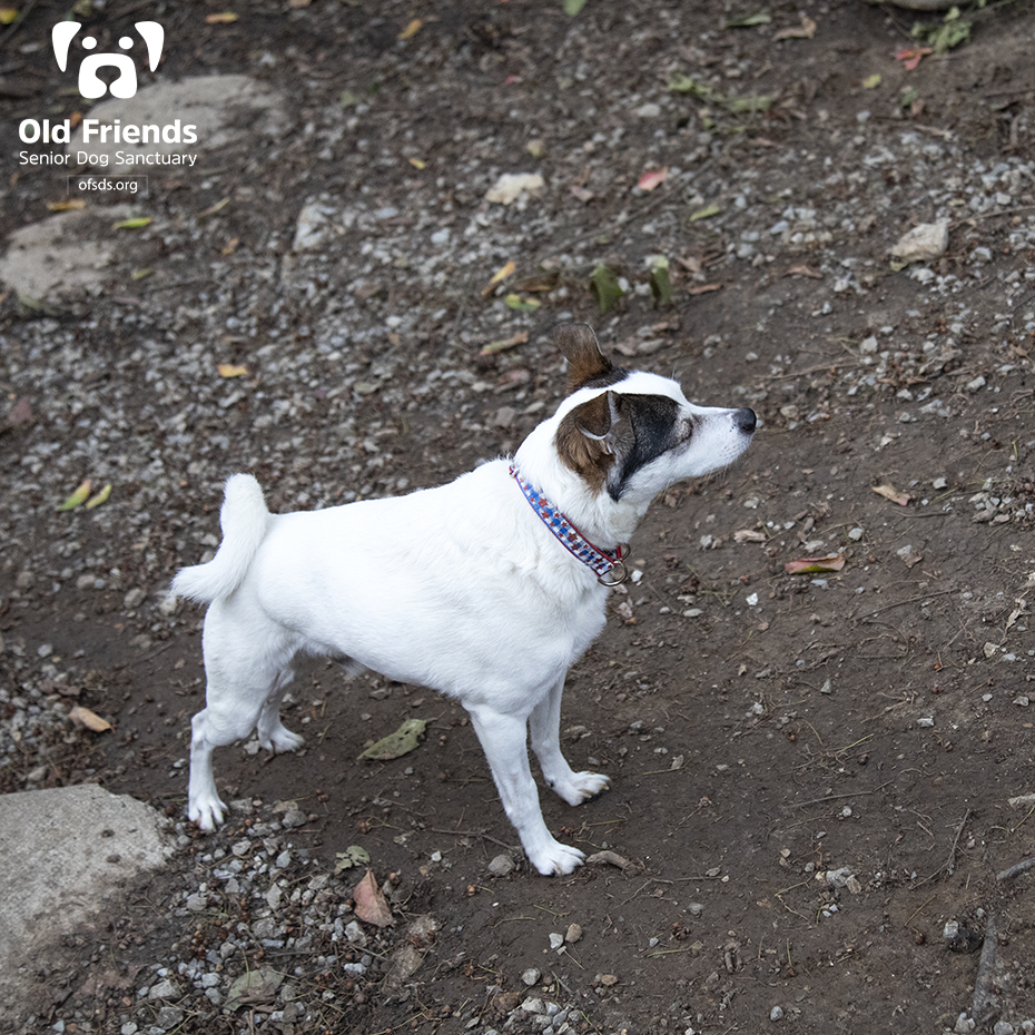 oldfriendssds's tweet photo. "Hmmmmm, is what's at the top of this hill worth the climb? Thoughts?"- Lil Pete
#ofsds #ofsdslilpete #ofsdsfancy #ofsdswoody #seniordogs #ofsdsbondedpair #bondedpair #ofsdsbondedtrio #bondedtrio https://t.co/82RHPju3iL