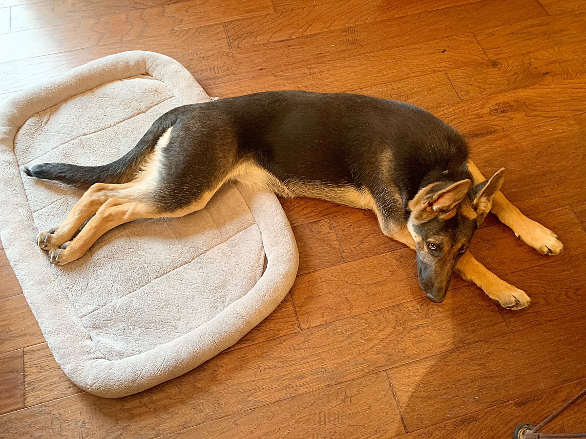 Cami Ryan, PhD tweet media