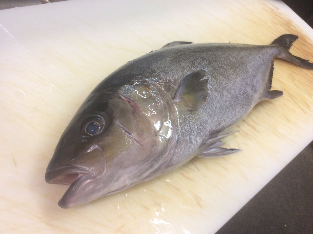 MiyaSushi's tweet photo. Got Yellowfin Tuna, Amberjack, Albacore, Japanese Yellowtail, Jumbo Scallops, Bay Scallops. Serving Takeout Only. #miyasushi #shopvalleyvillage #freshseafood #japanesefood #bentobox https://t.co/6SYY3HdE9n
