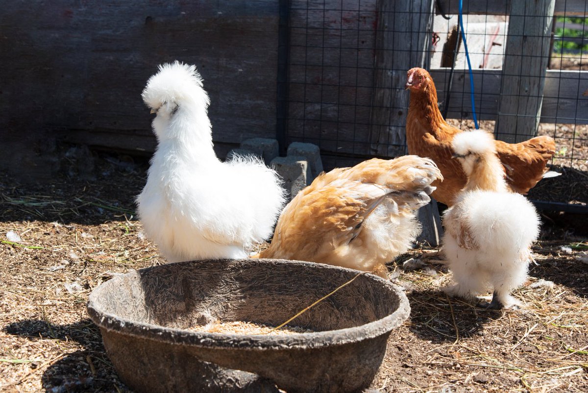 coopagro_crs's tweet photo. Thinking about raising chicks this year but not sure how to prepare? We've got you covered. Our #FeedTeam is prepared to answer all your questions and support your flock.
https://t.co/ryOuklQDkG https://t.co/7FchsKaAm9
