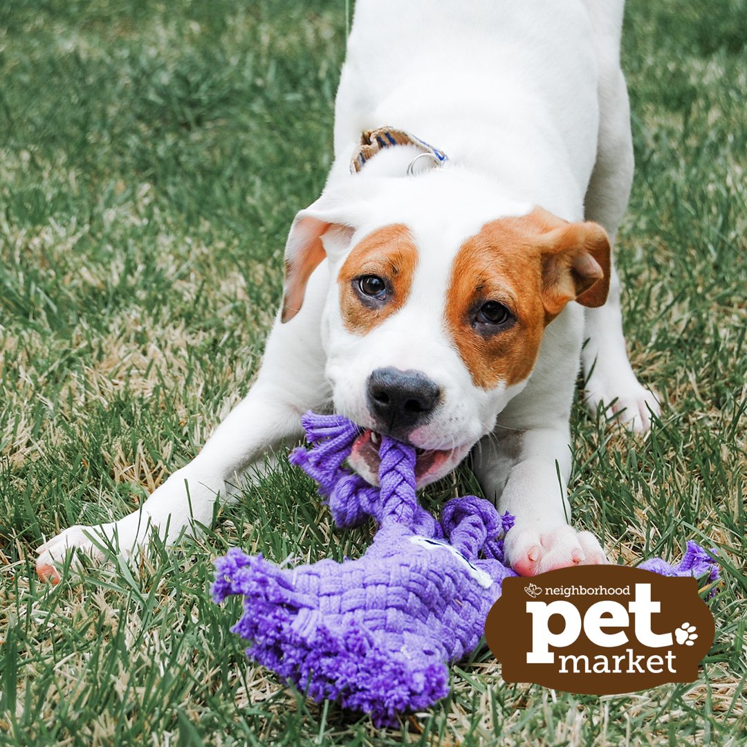 Happy National Puppy Day! No matter the age of your BFF, we’ve got everything you need to keep them happy and healthy at your local Harris Teeter Pet Market. #NationalPuppyDay #MyHarrisTeeter