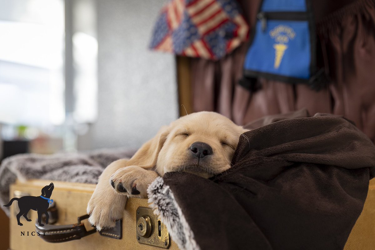 NICST_Official's tweet photo. It's National Puppy Day! Happy #NationalPuppyDay to all the future heroes like #NICST puppy-in-training Captain America 🐶
...
📸 @yellowneener
#Dogs4Diabetics #D4D #FirstResponseK9 #FRK9 #CaptainAmerica #FutureHero #labrador #Puppy https://t.co/4IbSQJY5VA