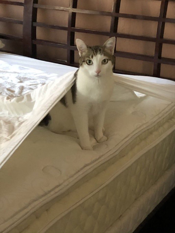 IvePetThatCat1's tweet photo. Meet Bennie! He bounces off the walls when he plays, and can jump very high. He cuddles under the covers when he sleeps. One time Bennie snuck out of the house for an adventure. He was gone for 10 days. He came home skinny and thirsty and never tried to get out again. https://t.co/3Pdb7RTCpV
