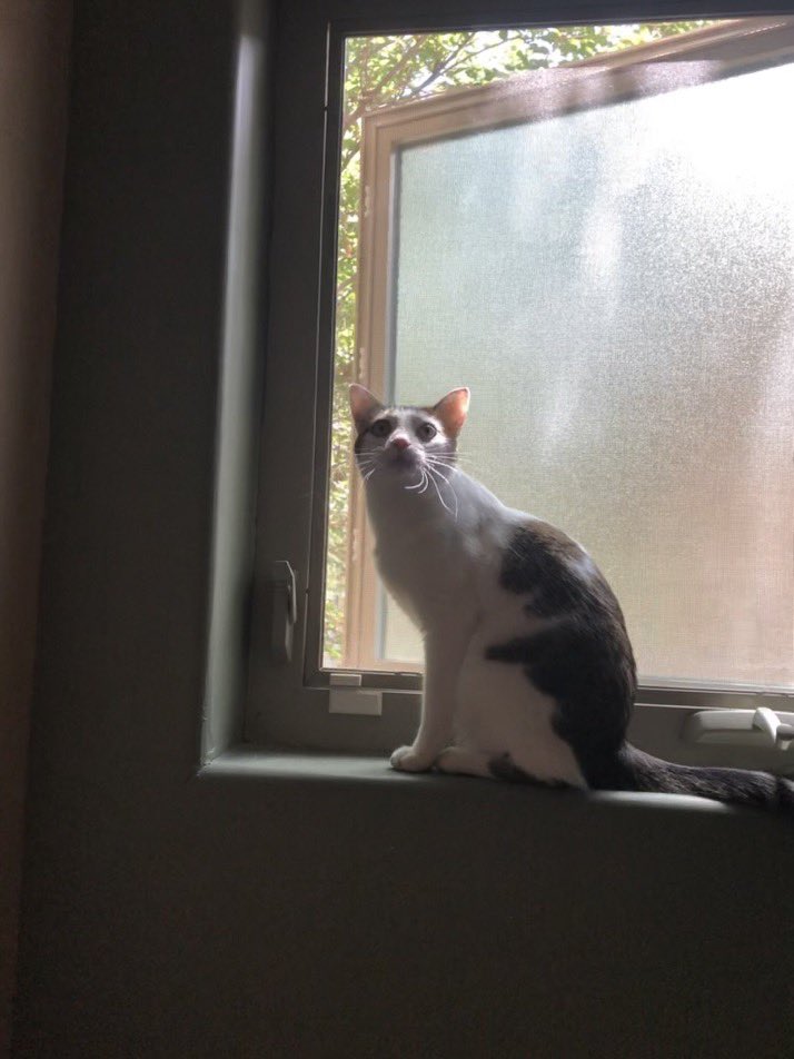 IvePetThatCat1's tweet photo. Meet Bennie! He bounces off the walls when he plays, and can jump very high. He cuddles under the covers when he sleeps. One time Bennie snuck out of the house for an adventure. He was gone for 10 days. He came home skinny and thirsty and never tried to get out again. https://t.co/3Pdb7RTCpV