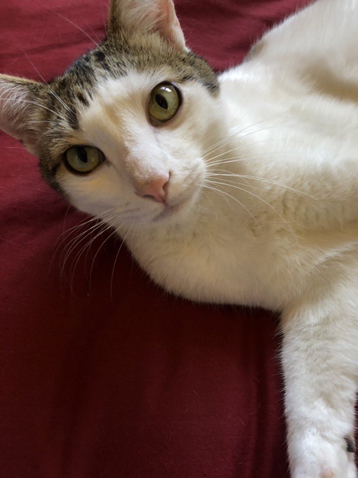 IvePetThatCat1's tweet photo. Meet Bennie! He bounces off the walls when he plays, and can jump very high. He cuddles under the covers when he sleeps. One time Bennie snuck out of the house for an adventure. He was gone for 10 days. He came home skinny and thirsty and never tried to get out again. https://t.co/3Pdb7RTCpV