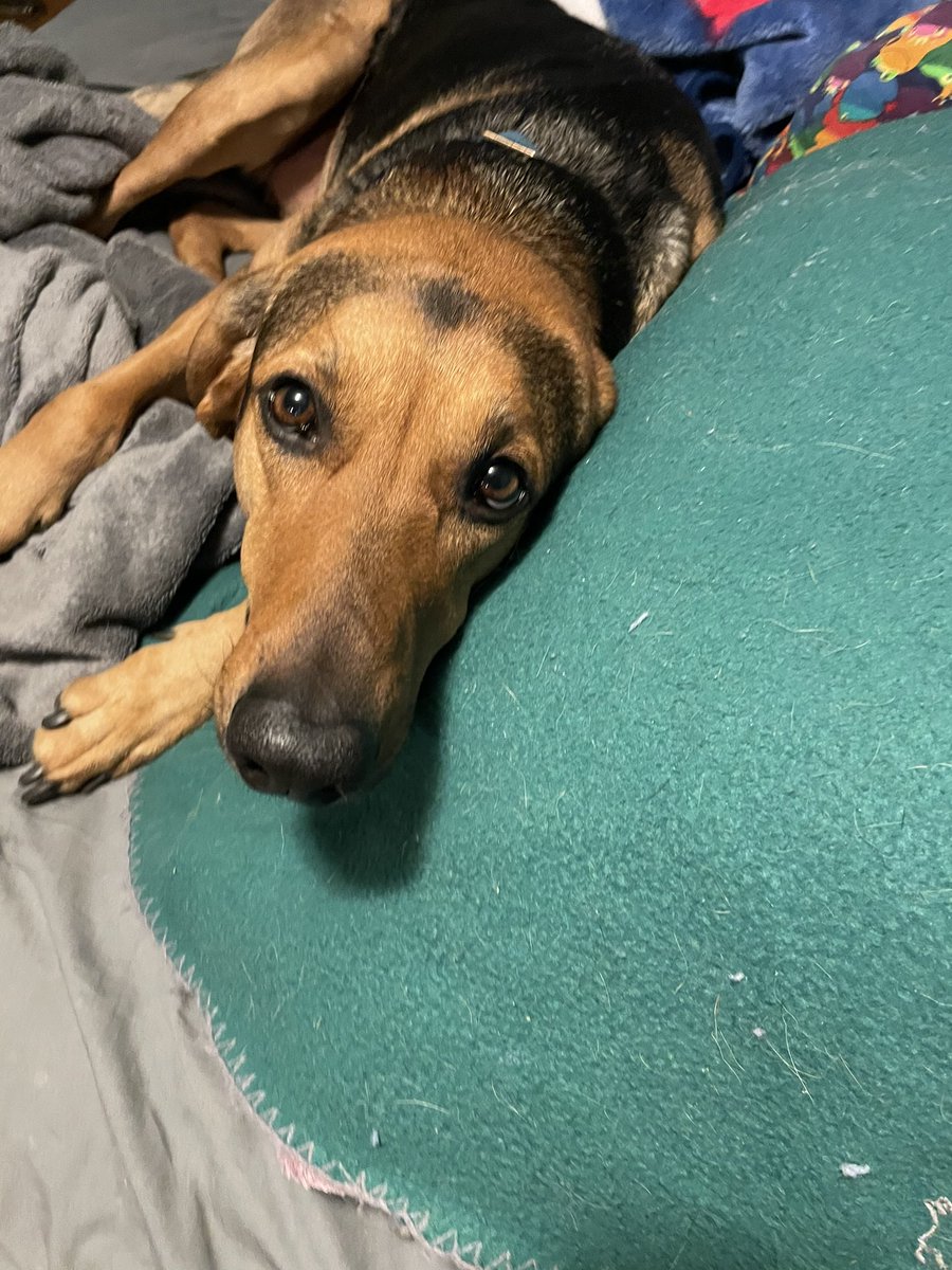 LandrusRegina's tweet photo. @dog_rates Lucy❤️ https://t.co/JXn7D5fcJd