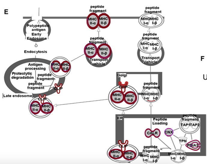 mmw_lmw's tweet photo. #MetabolicStress | Pleiotropic consequences for the major histocompatibility complex class II molecule #AntigenProcessing and Presentation Machinery | Laura Santambrogio @WeillCornell @ImmunityCP https://t.co/MV3mM0a6ku https://t.co/xsnQMIy9nD