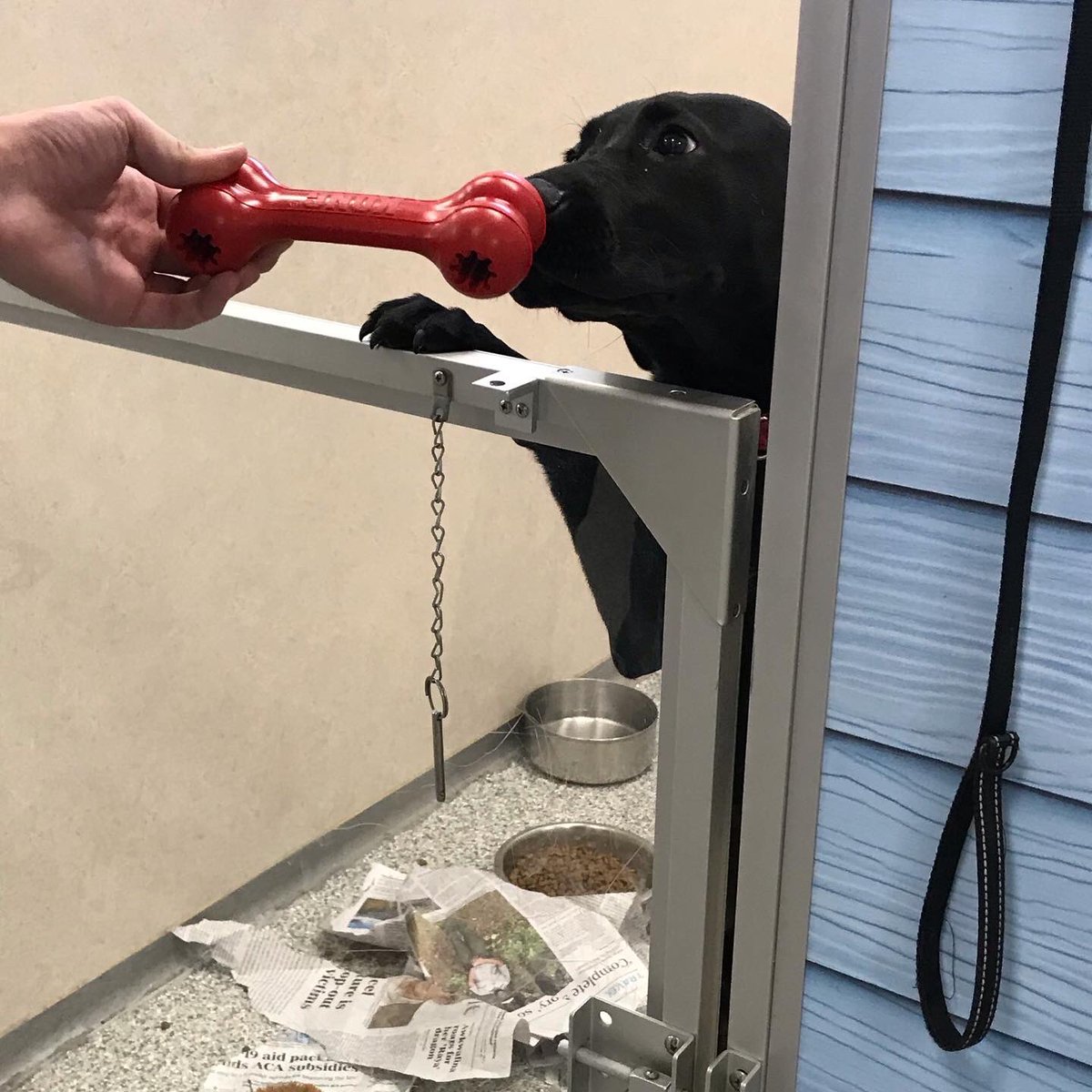 Ok, who is going to adopt my friend Ramona? She was picked up as a stray and is THE sweetest. LOOK AT THAT FACE!!! #GriffIIForRescue #GriffsKONGGiveaway #DSMHometownDog <a href="/DrakeUniversity/">Drake University</a> <a href="/AHeinz57/">AHeinz57 Pet Rescue</a>