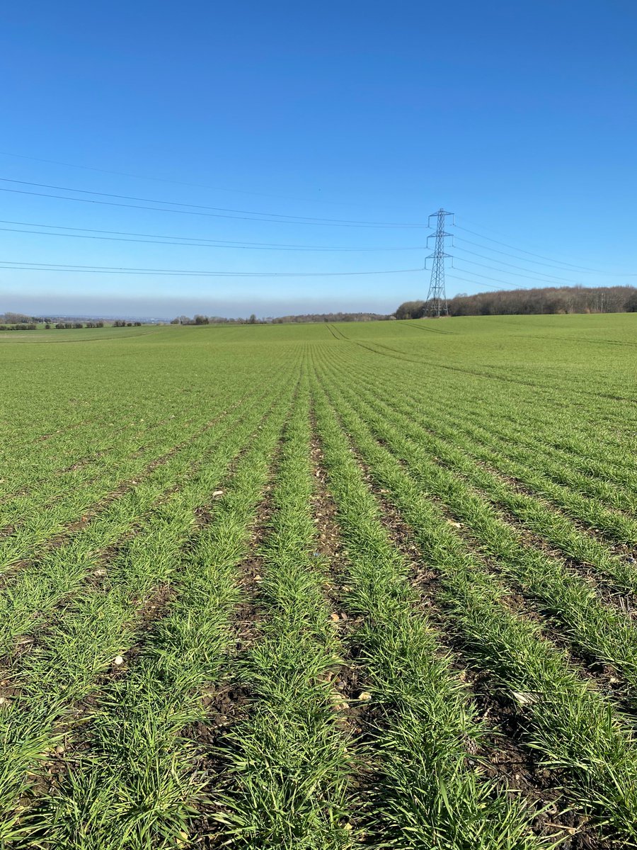 ClaydonDrill's tweet photo. Winter barley after winter wheat. Variety Orwell, drilled 166kg/ha on 23rd September 2020. Chelsfield, Kent. #claydondrill #semoirdirect #semisdirect #siembradirecta #directdrill #conservationagriculture #agriculturaconservacion #kent #barley #agriculture #striptill #direktsaat https://t.co/D2iPuJ714c