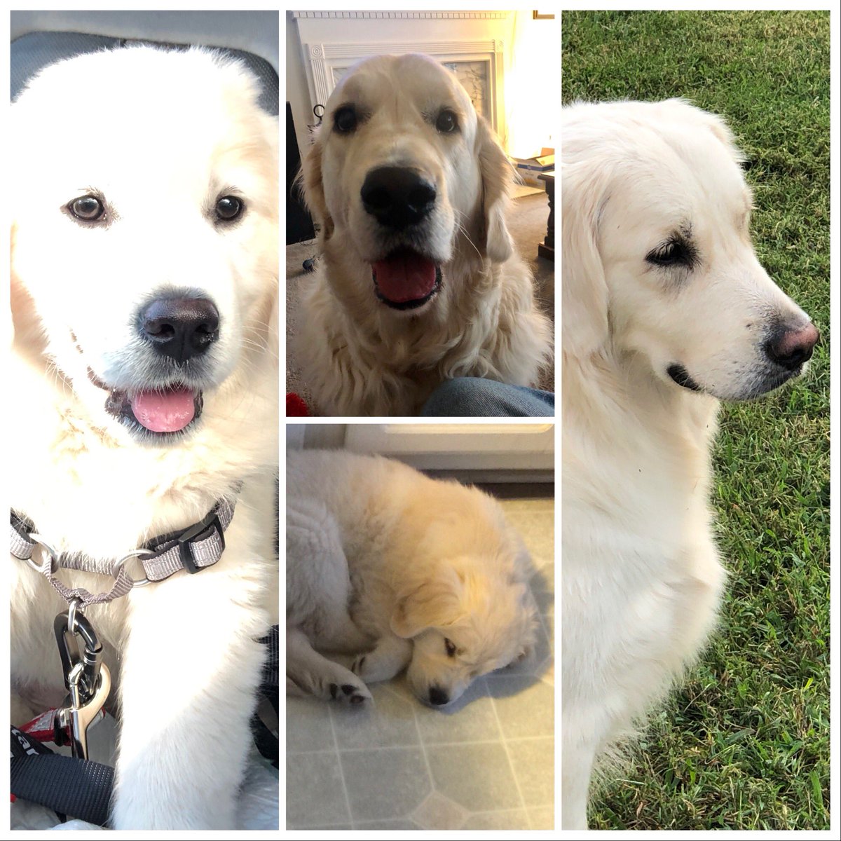 rileybeale1's tweet photo. #NationalPuppyDay outside photos are Ella, two center are Rileyβs https://t.co/HMITI6P5HD