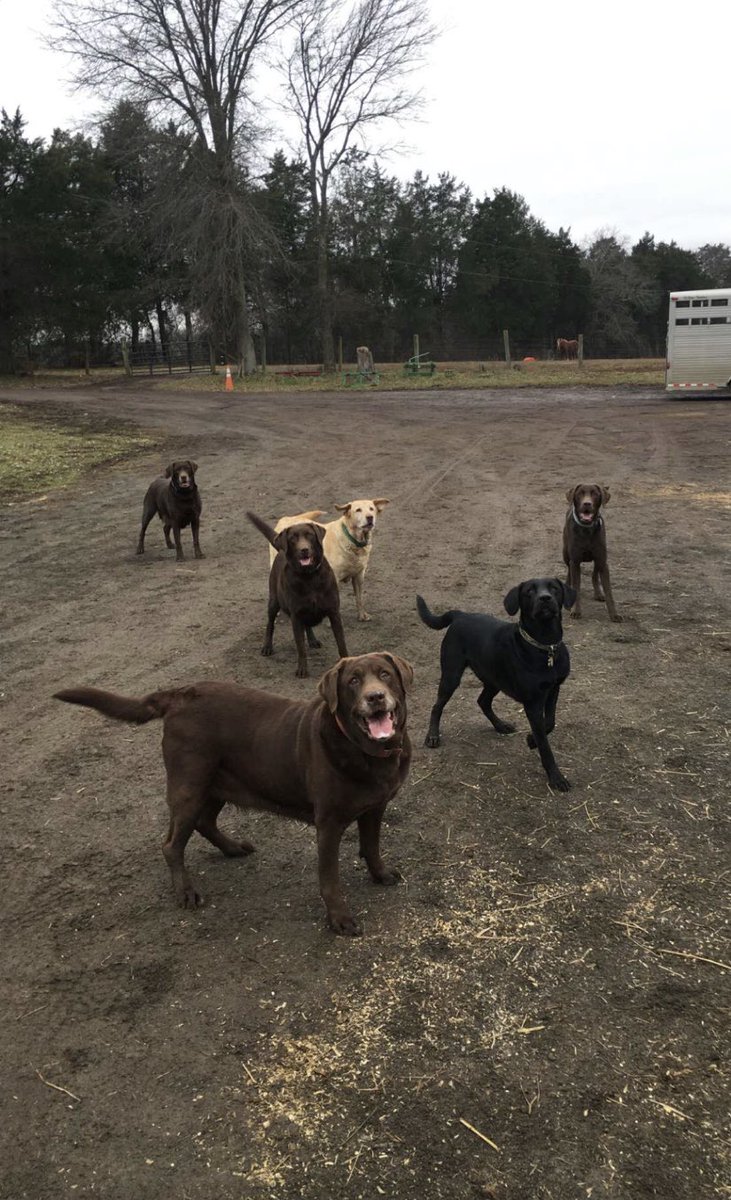 jennyharmon12's tweet photo. @dog_rates Lab Squad ❤️ https://t.co/rdOYVUhTsH