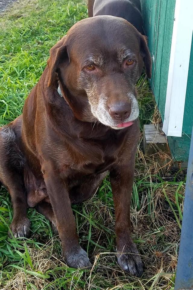 jennyharmon12's tweet photo. @dog_rates Lab Squad ❤️ https://t.co/rdOYVUhTsH