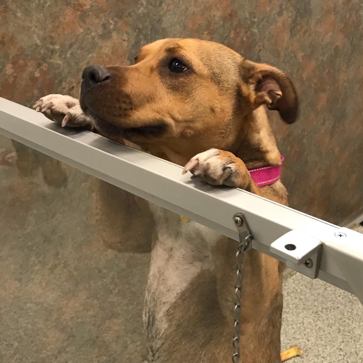 Meet Smooch. SMOOCH. His name is Smooch!!! Give that boy a smooch and a KONG - and a home while you’re at it! #GriffIIForRescue #GriffsKONGGiveaway #DSMHometownDog <a href="/DrakeUniversity/">Drake University</a> <a href="/AHeinz57/">AHeinz57 Pet Rescue</a>