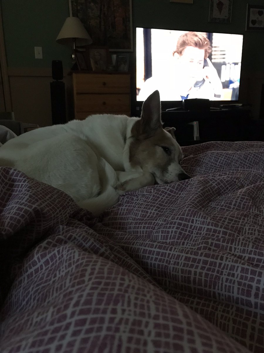 emma_morad's tweet photo. @dog_rates my bella bean https://t.co/AF9y3PCgWP