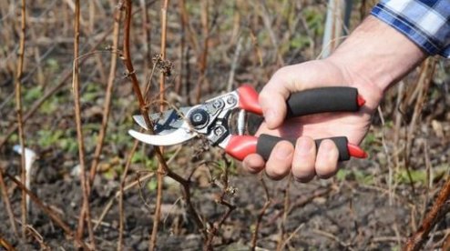 kremen_ua's tweet image. Уход за малиной — советы и рекомендации специалис…  kremenchug.ua/news/consumer/…

#растения #садоводы #советы #Госпродпотребслужба