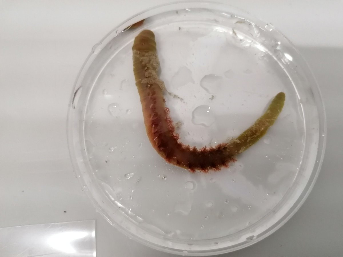 Gyldensteen Coastal Lagoon, Denmark tweet media