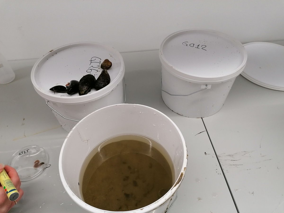 Our mapping of carbon and nitrogen stable isotopes of benthic fauna started today 🦐🦀 🦪🐚 we are going to relate those measurements with sediment biogeochemistry and tropic relations after restoration interventions 🌊 #biodiversity #ecosystem #restoration