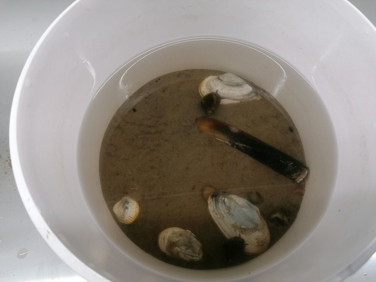 Gyldensteen Coastal Lagoon, Denmark tweet media