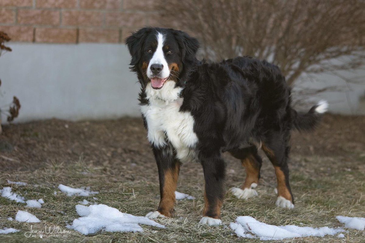 PoundDog911's tweet photo. We will only be accepting applications for Bonnie on Wednesday March 24th from 5-8pm. Please see Pound Dog Rescues Facebook page for Bonnies complete bio. Please read the bio carefully and ensure Bonnie is the right dog for you before applying. https://t.co/idsrSv0s3q