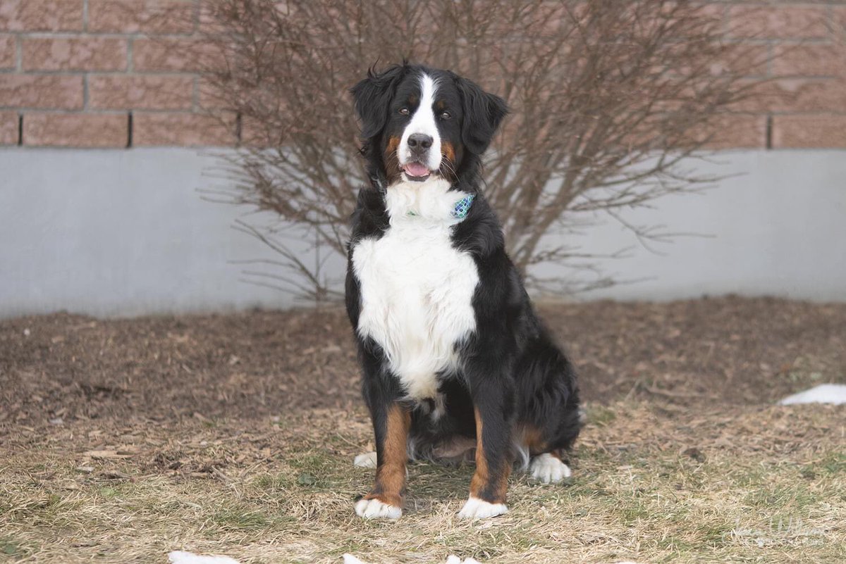 PoundDog911's tweet photo. We will only be accepting applications for Bonnie on Wednesday March 24th from 5-8pm. Please see Pound Dog Rescues Facebook page for Bonnies complete bio. Please read the bio carefully and ensure Bonnie is the right dog for you before applying. https://t.co/idsrSv0s3q