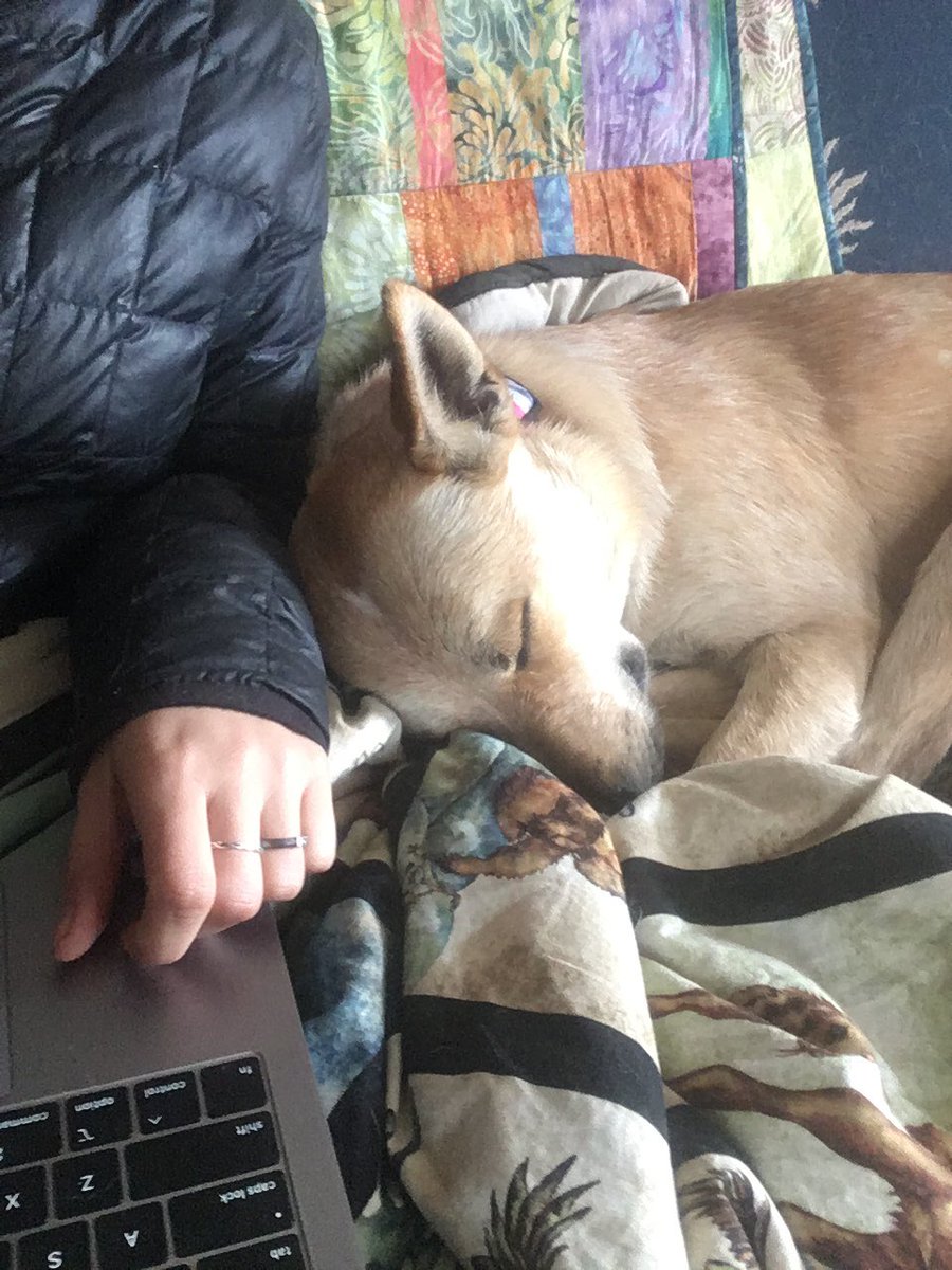msmollusc's tweet photo. One perk of virtual conferences is doggo cuddles. #shellfish21 https://t.co/FfOPtPeMfK