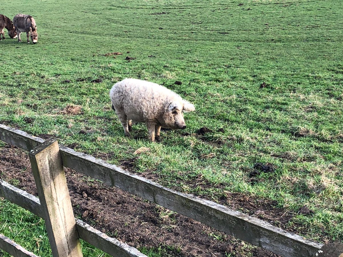 ClareWalch's tweet photo. My husband sent me this photo on his work travels today. This is a sheep/pig hybrid 😳
#onlyinnorfolk #animals #sheeppig https://t.co/bjvvq3ssvw