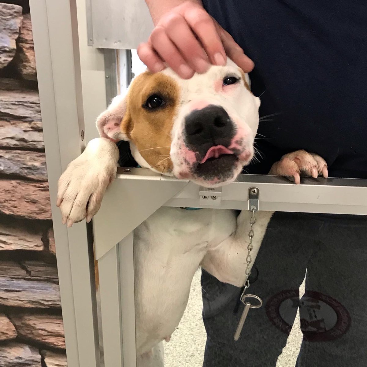 My friend Ginger just destroyed a ball &amp; the remains were confiscated by the <a href="/AHeinz57/">AHeinz57 Pet Rescue</a> volunteer. Ginger was unimpressed&amp;neither was I.(#solidarity )The heavy duty KONG I left should come in handy now! 😃 #GriffIIForRescue #GriffsKONGGiveaway #DSMHometownDog <a href="/DrakeUniversity/">Drake University</a>