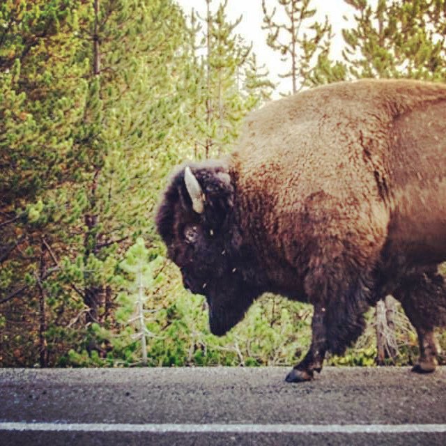 jeffeatley's tweet photo. I feel like I got ran over by this guy! #bison #buffalo #nationalpark #yellowstone @YellowstoneNPS @GrandTetonNPS #wildlife #explogger #photography https://t.co/UQbOZp0EFH