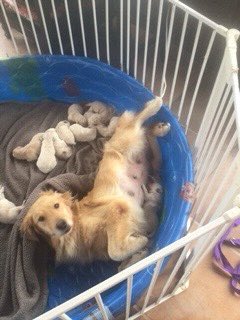 SLPsarah4056's tweet photo. @dog_rates We don’t have him yet, but here’s a picture of our little Dug with his 11 siblings and mommy! They were born about two weeks ago 🐶 https://t.co/CIu3uGe4mm