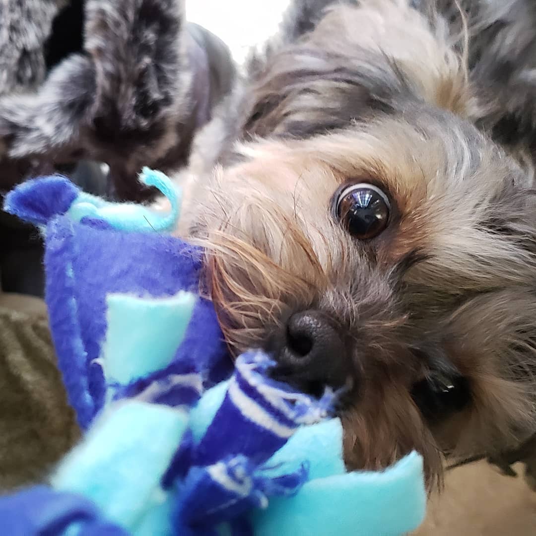 California_Suz's tweet photo. @dog_rates https://t.co/jrHp6c5X5j