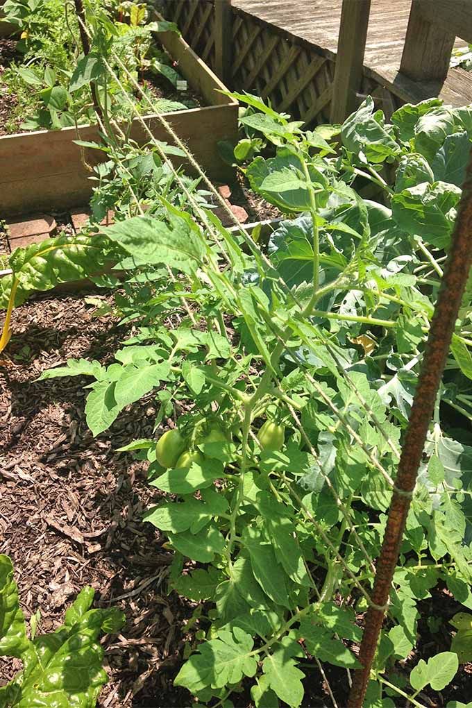 Gardeners_Path_'s tweet photo. Looking for a budget-friendly and simple way to support your tomato plants this year? π
Check out our DIY tutorial to the Florida Weave: https://t.co/j0AtEELVbX #gardeninghacks #howtogrowtomatoes https://t.co/hVvUE8PqcX