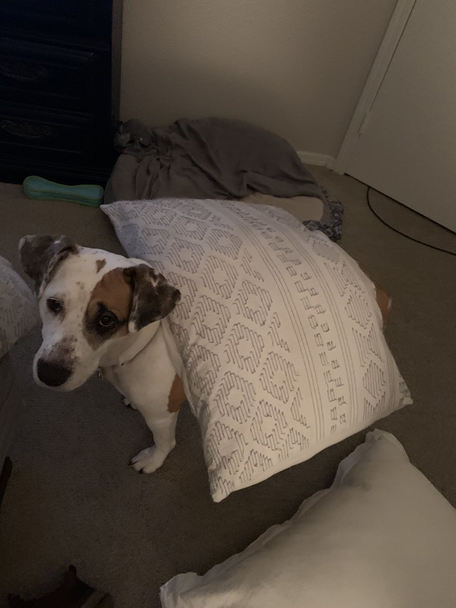 kiledickinson's tweet photo. @dog_rates @dog_feelings She’s a person at heart https://t.co/IG4mWWiEyC