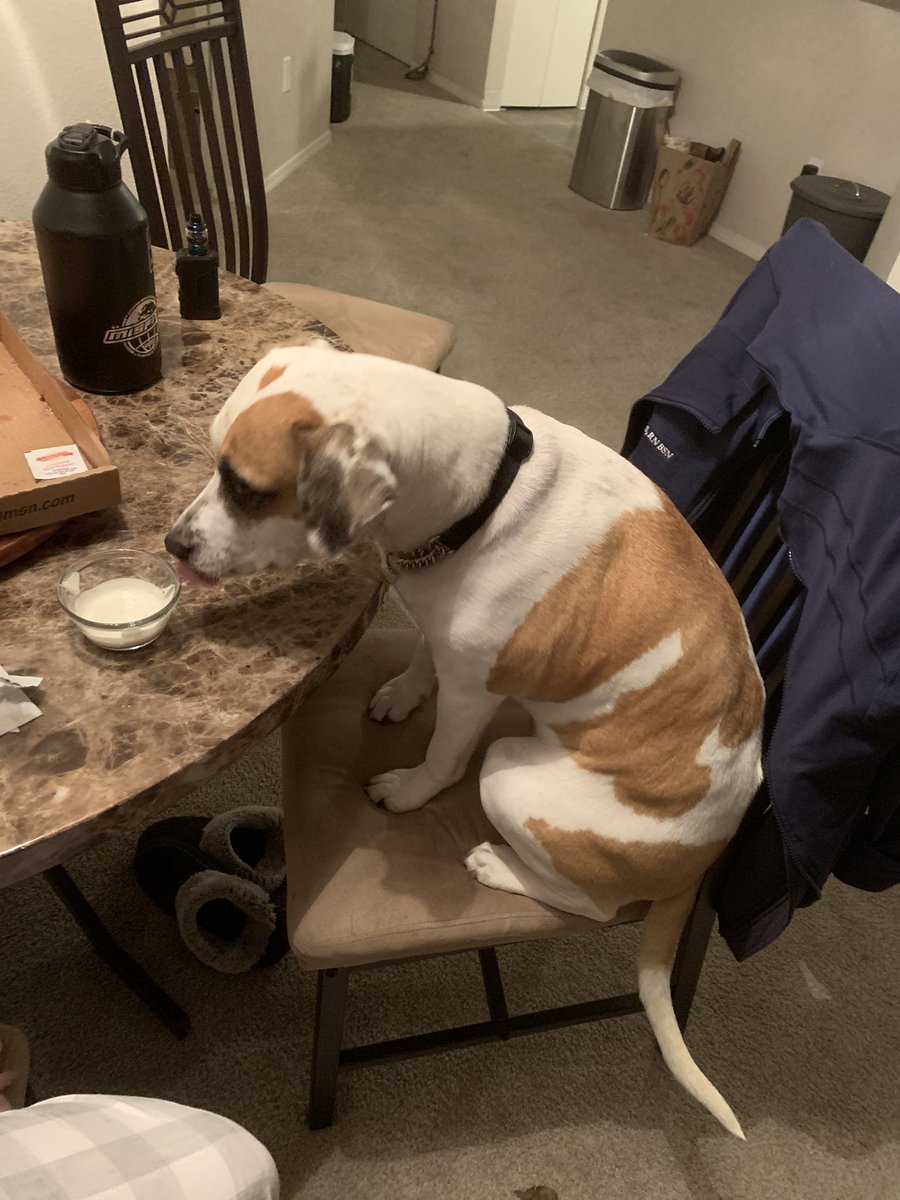 kiledickinson's tweet photo. @dog_rates @dog_feelings She’s a person at heart https://t.co/IG4mWWiEyC
