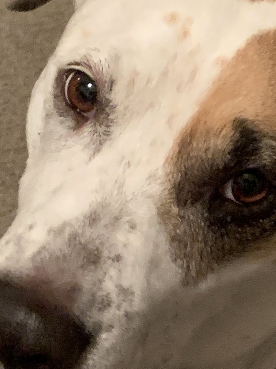 kiledickinson's tweet photo. @dog_rates @dog_feelings She’s a person at heart https://t.co/IG4mWWiEyC
