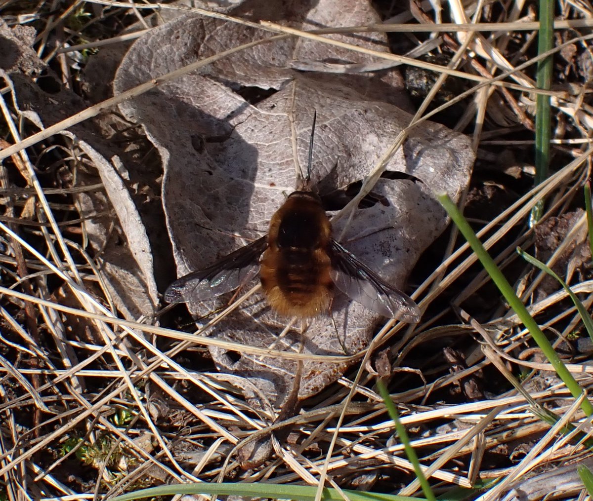 Bex_Cartwright's tweet photo. Hurray! First bee-fly of the year spotted on lunchtime wander today. Landed right next to me. #BeeFlyWatch @SoldierfliesRS A super fresh male Dark-edged bee-fly B.major. Emerging in eastern England now #VC30 (Beds) https://t.co/hob3lb7hdl