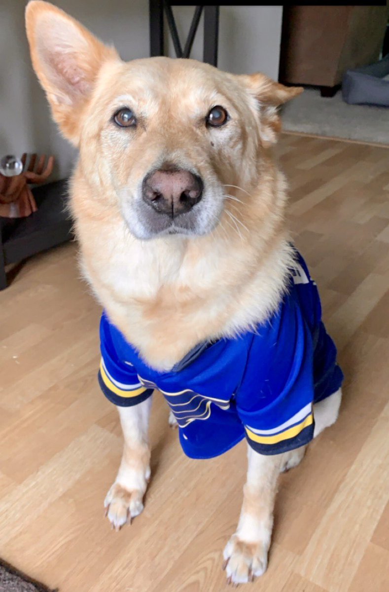 trinidad__ames's tweet photo. @UofMisery My sweet pup Riley https://t.co/otlhPYPFDB