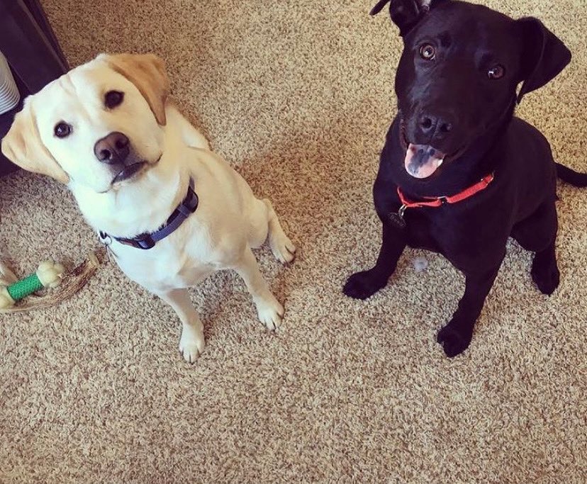 Happy #NationalPuppyDay! Beau and Palmer may not be puppies anymore but we sure do love them! #nonprofits #Palmer #Beau #pups