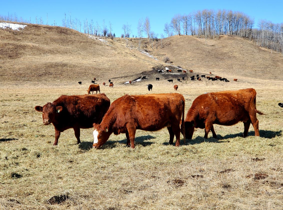 As the snow melts at the historic OH Ranch, preparations are underway for the start of calving season. We can’t wait to share pictures of the newest members of the herd very soon!