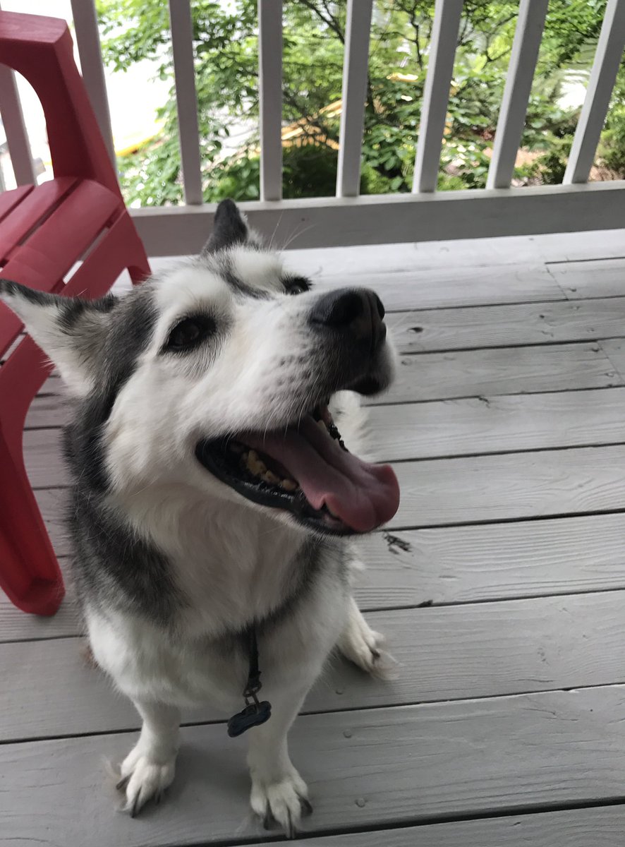 anna_coach's tweet photo. @dog_rates https://t.co/1zldHdkiXk