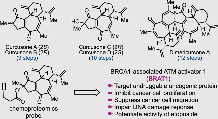 J. Am. Chem. Soc. (@j_a_c_s) on Twitter photo Collaborative efforts between the groups of <a href="/MingjiDai/">Mingji Dai</a> and @AdibekianG led to the first total synthesis of the anticancer curcusone diterpenes and identification of BRAT1 as a key cellular target. acspubs.co/iAJy50E5tHd Collaborative efforts between the groups of <a href="/MingjiDai/">Mingji Dai</a> and @AdibekianG led to the first total synthesis of the anticancer curcusone diterpenes and identification of BRAT1 as a key cellular target. acspubs.co/iAJy50E5tHd