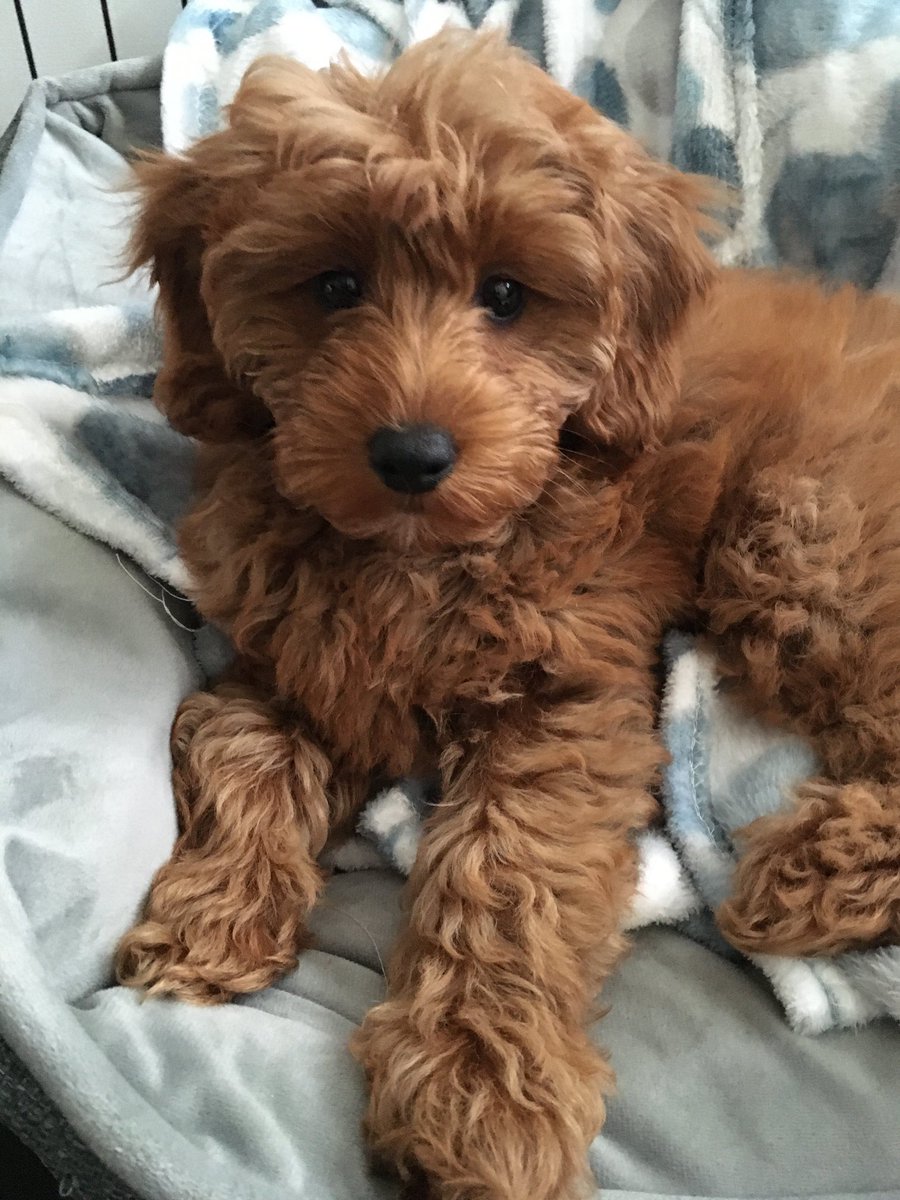 Lexiedog3's tweet image. Happy #nationalpuppyday everyone.