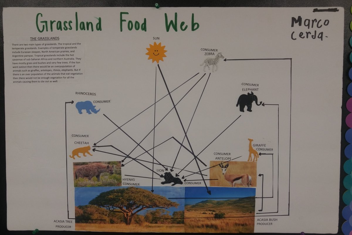 Spring Break projects!
Food Webs/Chain in an Ecosystem.
So proud of their hard work during the break!
#applyingourknowledge  #showingwhatwelearned
<a href="/StephensES_AISD/">Stephens Elementary</a>