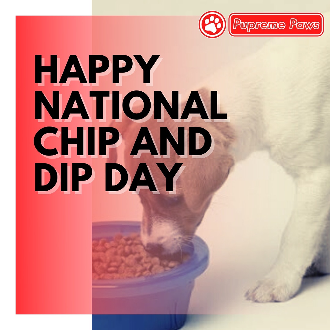 PupremePaws's tweet photo. 🌟Happy National Chip and Dip Day💗 https://t.co/CTldMbB0Su
#pupremepaws #pupreme #doglife🐾👣 #doglifes #doglifejacket #doglife🐶 #dogofmylife #dogofday #dogoftheworld #dogofig #dogofinstaworld #dogoftheweek #dogstuff #dogofthedayjp #dogofinstagram #dogoftheday #dogsofinsta https://t.co/syW2s4jRfi