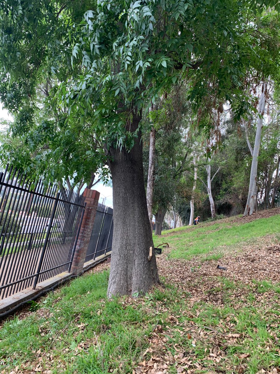 SGV_CORPS's tweet photo. #transformationtuesday 🌱 SGVCC does it again! Corpsmembers and Supervisor cleaned up the shrubs and brush at the Expo Center in the City of Industry. Where trees were also cut down and removed for safety reasons. Click on the images to see their hard work. Don't hesitate to call https://t.co/65LkinT3MX