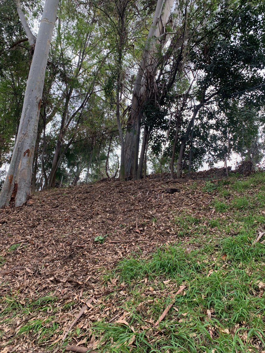 SGV_CORPS's tweet photo. #transformationtuesday 🌱 SGVCC does it again! Corpsmembers and Supervisor cleaned up the shrubs and brush at the Expo Center in the City of Industry. Where trees were also cut down and removed for safety reasons. Click on the images to see their hard work. Don't hesitate to call https://t.co/65LkinT3MX