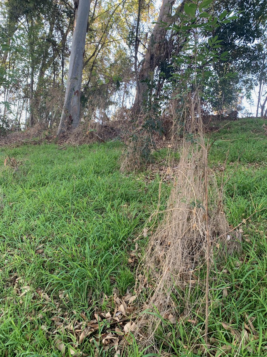 SGV_CORPS's tweet photo. #transformationtuesday 🌱 SGVCC does it again! Corpsmembers and Supervisor cleaned up the shrubs and brush at the Expo Center in the City of Industry. Where trees were also cut down and removed for safety reasons. Click on the images to see their hard work. Don't hesitate to call https://t.co/65LkinT3MX