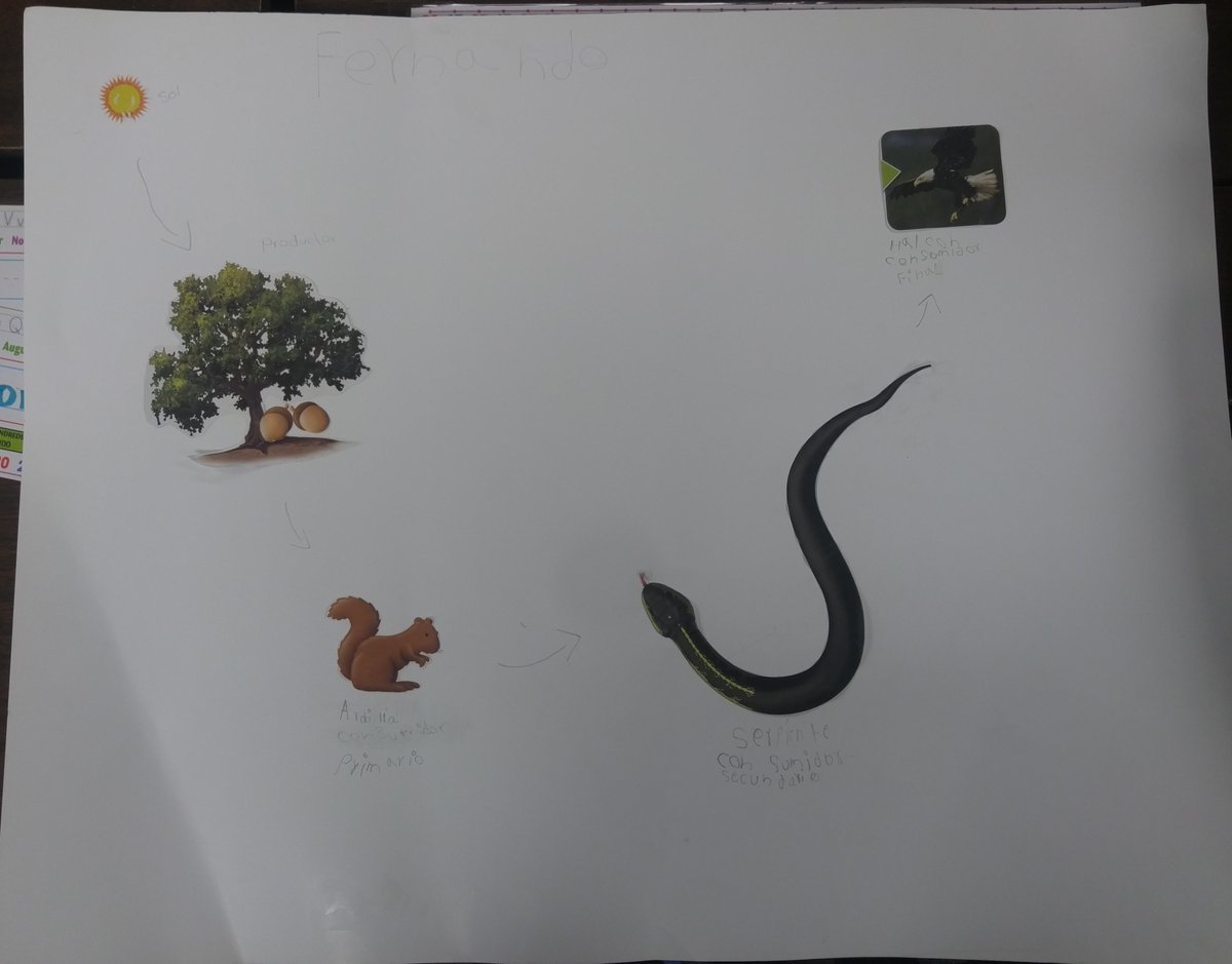 Spring Break projects!
Food Webs/Chain in an Ecosystem.
So proud of their hard work during the break!
#applyingourknowledge  #showingwhatwelearned
<a href="/StephensES_AISD/">Stephens Elementary</a>