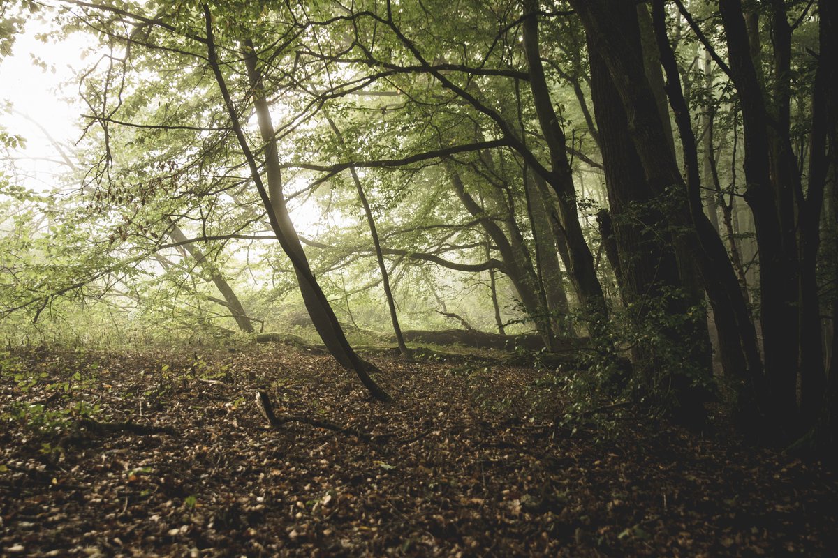 FlowerPowerFR's tweet photo. Bonne nouvelle ! 🌍🌱 La France va planter 50 millions d’arbres afin de lutter contre les effets du réchauffement climatique. Ce projet sera également associé à l’école et l’éducation nationale.

#france #arbre #reforestation #education #eleve #planter https://t.co/gOt3Na2BVk